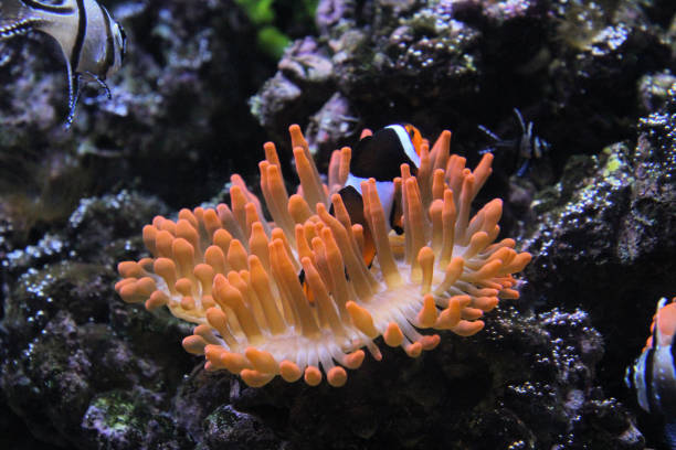 istock A view of some Coral 1313326980