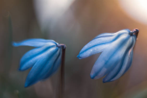 istock Siberian onion, early spring flower. 1313327000