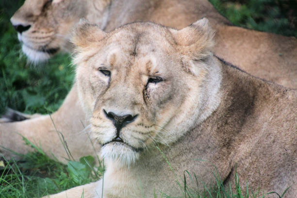 istock A close up of a lion 1313327054