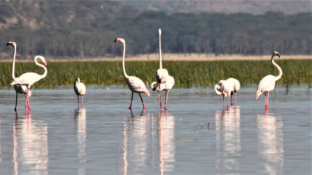 istock A view of some Flamingos 1313327819