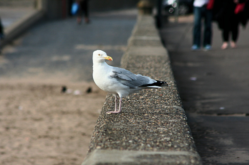 Close up of seagull standing on one leg only