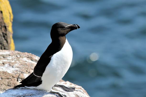 istock A close up of a Razorbill 1313327866