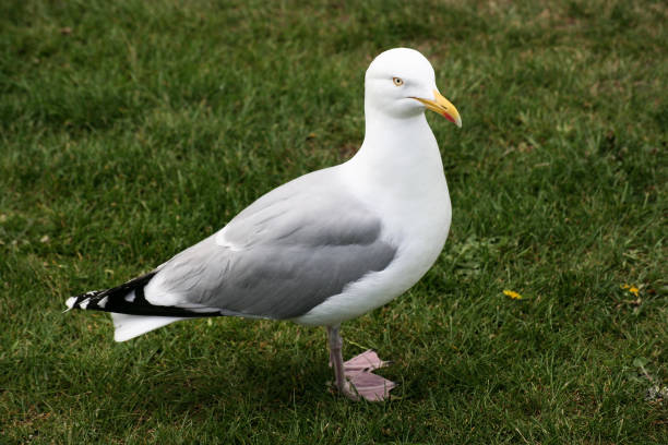 istock A view of a Herring Gull 1313327891