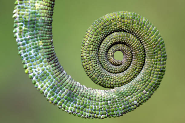 istock Details of a veiled chameleon tail 1313327928