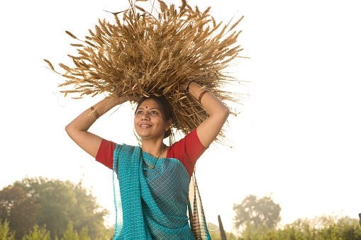 Woman farmer carrying bunch of wheat crop on her head at agricultural field