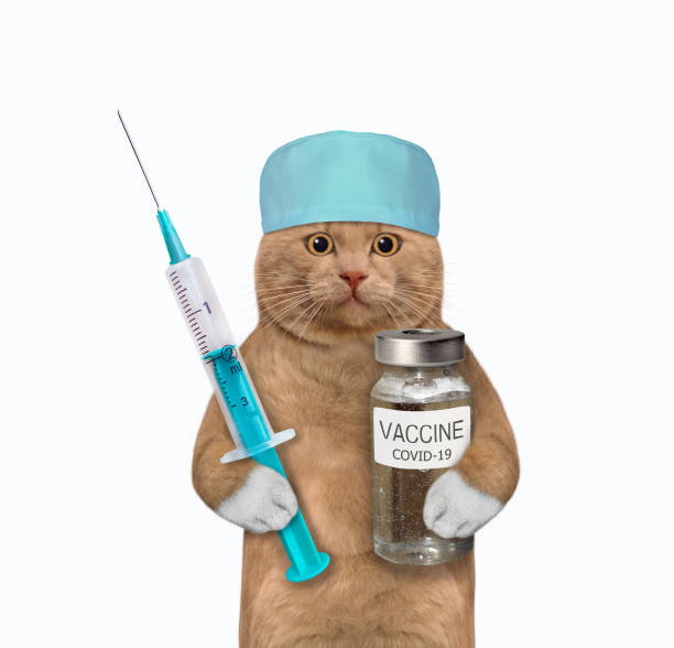 istock Cat reddish holds vaccinate and syringe 1313328271