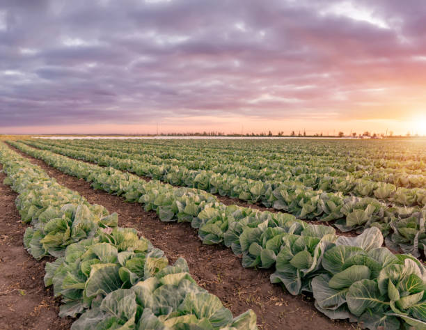 istock Landscape view of a freshly growing cabbage field. 1313328500