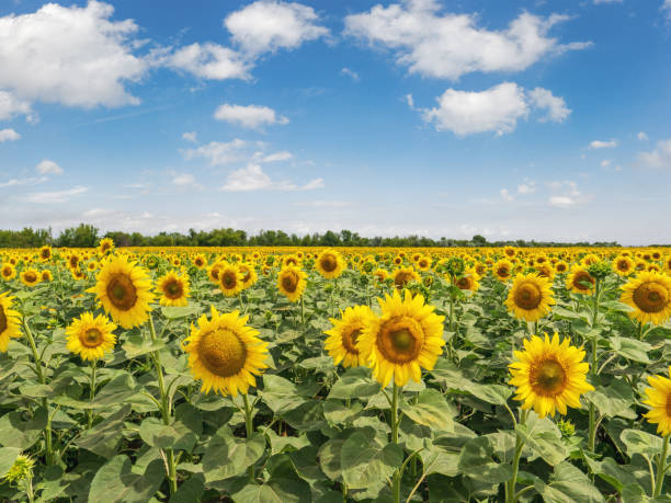istock Sunflower field with cloudy blue sky 1313329320