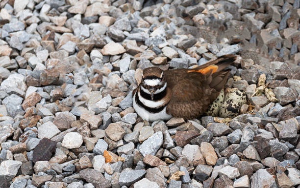Killdeer plover sitting on her nest with eggs viewable A female killdeer plover on her birds nest in a bed of rock to hide the egg from preditors deter stock pictures, royalty-free photos & images