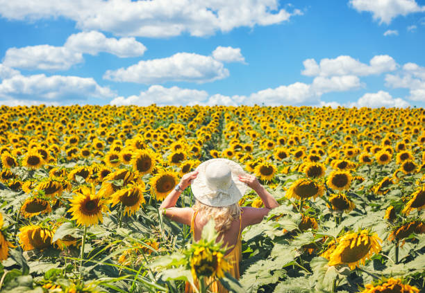 hermosa mujer con vestido amarillo disfrutando en el floreciente campo de girasol - blond hair overcast sun sky fotografías e imágenes de stock