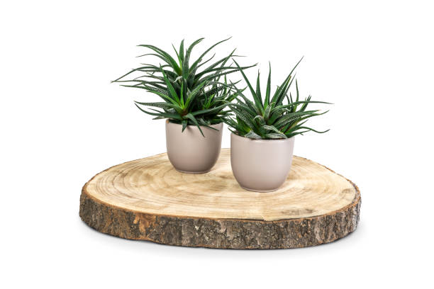 istock Two succulent potted plants on wooden coaster. 1313330060