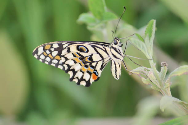 hermosa mariposa sentada en la planta dejar en buen fondo borroso - lime butterfly fotografías e imágenes de stock