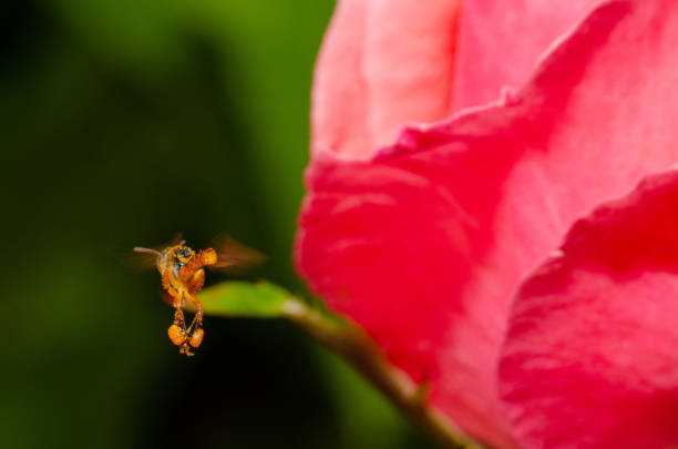 Small Brazilian bee called Jatai that has no stinger flying over a rose. Selective focus