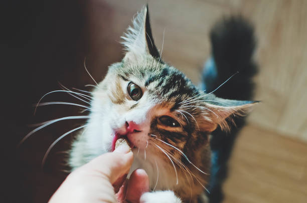 istock The owner feeds his cat. Pets live at home. 1313331890