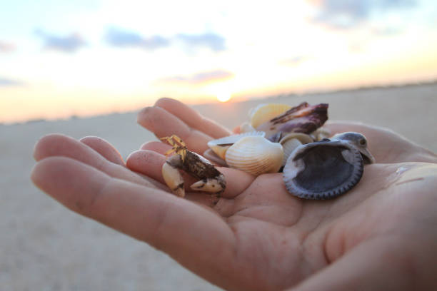istock Azov sea, shells and crab 1313332633