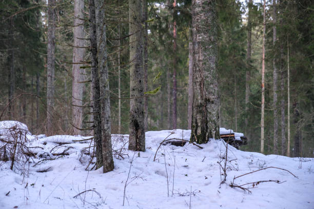 istock tree trunk wall in winter forest covered with snow and sun shining 1313333090