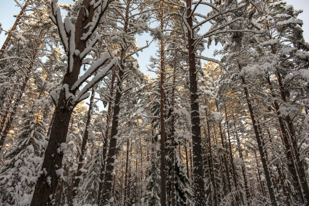 istock tree trunk wall in winter forest covered with snow and sun shining 1313333144