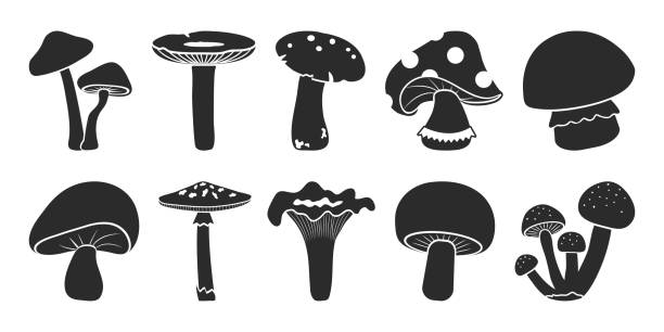 Cartoon vector mushrooms clipart, doodle icon set. Black silhouettes. Nature illustration Cartoon vector mushrooms clipart, doodle icon set. Black silhouettes isolated on white background. Nature illustration amanita stock illustrations