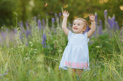 Cute little girl in blue dress try to catch butterfly. Smiling baby having fun among field of lupin flowers. Kid play outdoor. Concept of happy childhood and summer leisure on nature.