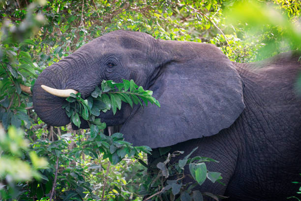 Single large elephant head portrait eating green leaves in south africa savannah at rainy season Head portrait of large herbivorous grey african bush elephant with big ears and white tusks peacefully eating green leaves with trunk from the trees at a sunny day in south africa savanna. Horizontal serengeti elephant conservation stock pictures, royalty-free photos & images