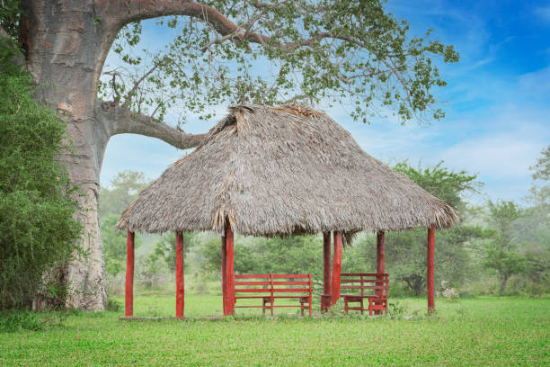 istock Camping construction under thatched roof for rest with bench under huge baobab tree in african green savanna at rainy season 1313334952