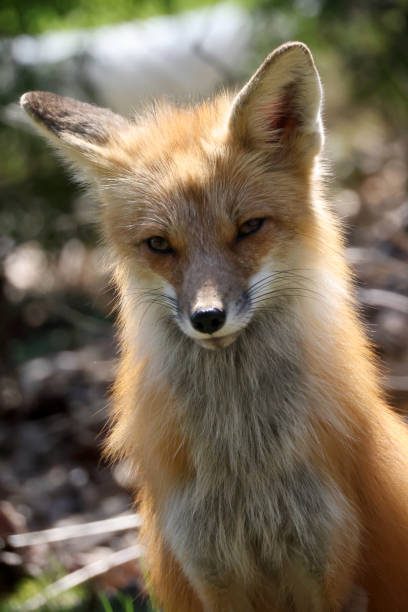 istock Mother fox around cottage where her den is underneath, with two cubs, enjoying spring sunshine 1313335040