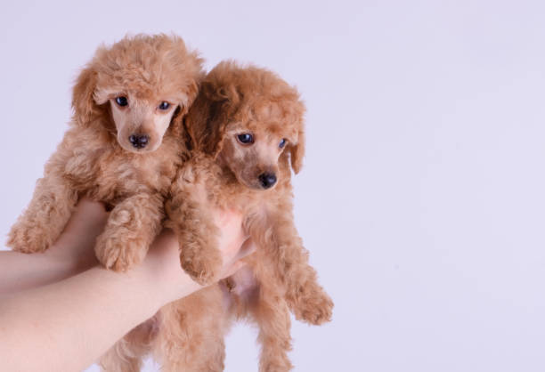 Two Toy Poodle puppies together on a white background Two Toy Poodle puppies together on a white background poodle color image animal sitting stock pictures, royalty-free photos & images