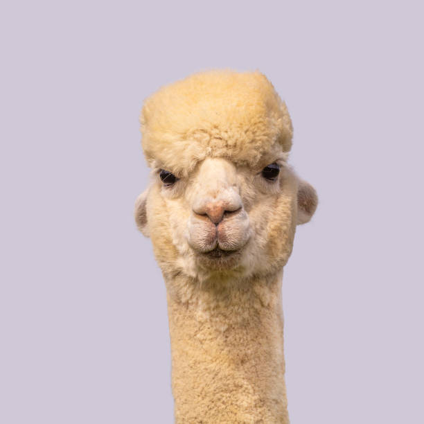 istock Funny alpaca llama isolated on blue background 1313337313