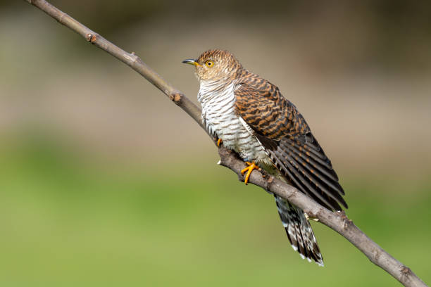 The common cuckoo Cuculus canorus common cuckoo stock pictures, royalty-free photos & images