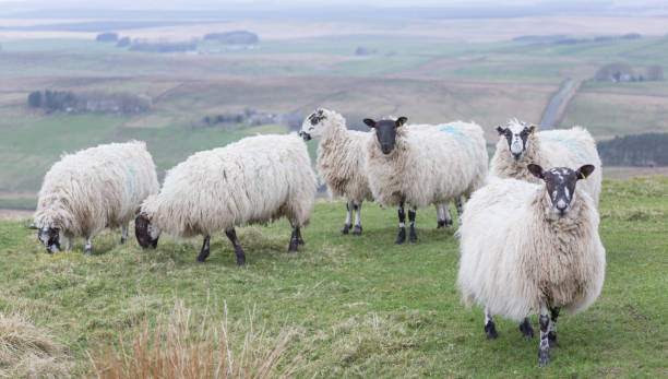 istock Sheep grazing beside Hadrians Wall footpath in Northumberland in early spring, with long wool 1313338708