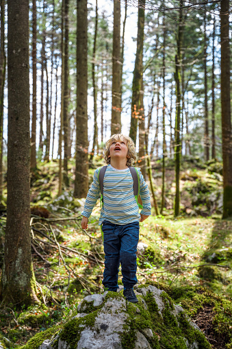 Little blonde boy admiring treetops while wandering around the woods. Exploring the nature.