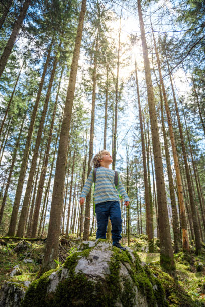 istock Little Boy Wandering Around The Woods 1313339670