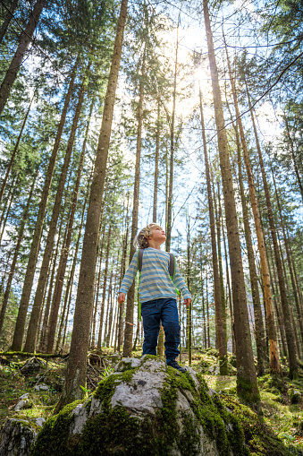 Little blonde boy admiring treetops while wandering around the woods. Exploring the nature.