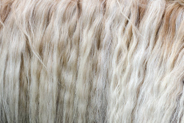 primer plano de la melena de un caballo haflinger - mane fotografías e imágenes de stock