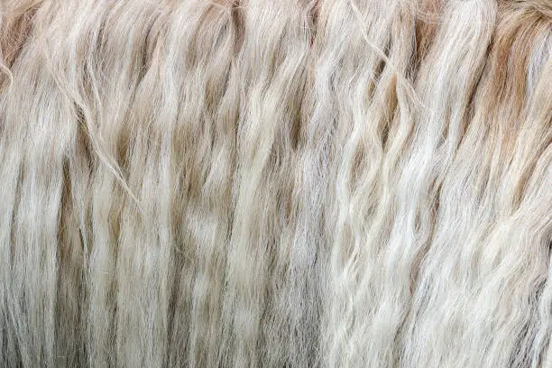 Close up of the mane of a Haflinger horse
