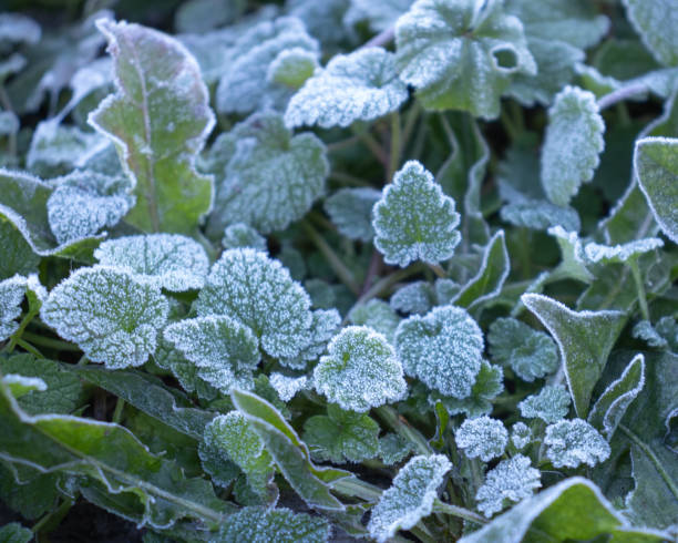istock Frost on green leaves in winter 1313339887