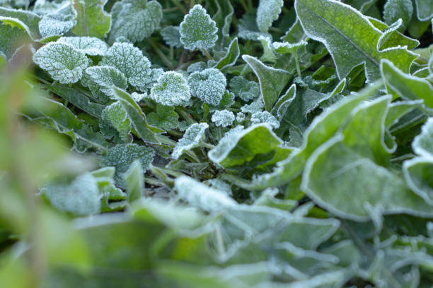 istock Frost on green leaves in winter 1313339942