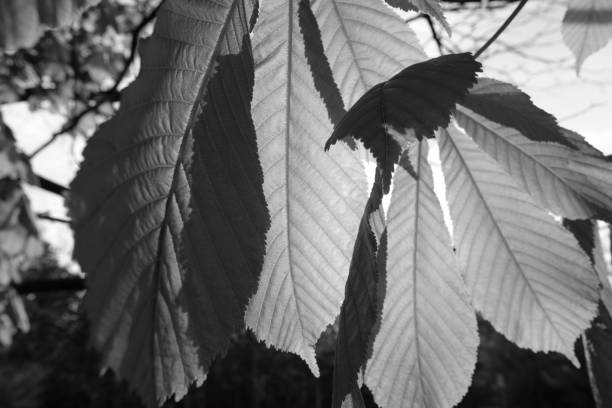 istock Leaves in spring Black and White 1313341295