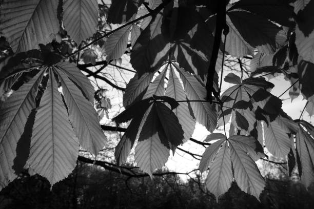 istock Leaves in spring Black and White 1313341296