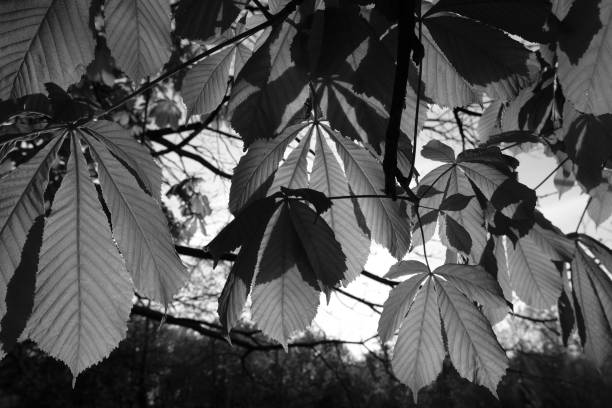 istock Leaves in spring Black and White 1313341311
