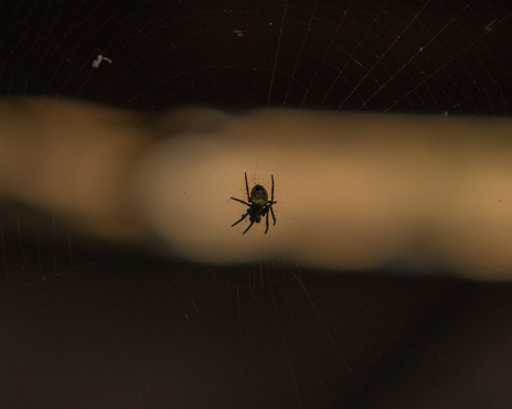 A spider on a web in the dark place