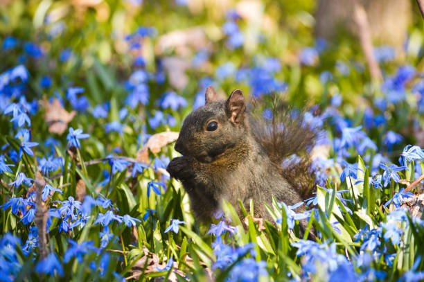 istock Squirrel in a field of their blue 1313341363