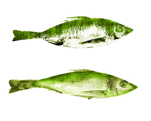 Watercolor fishes on white background