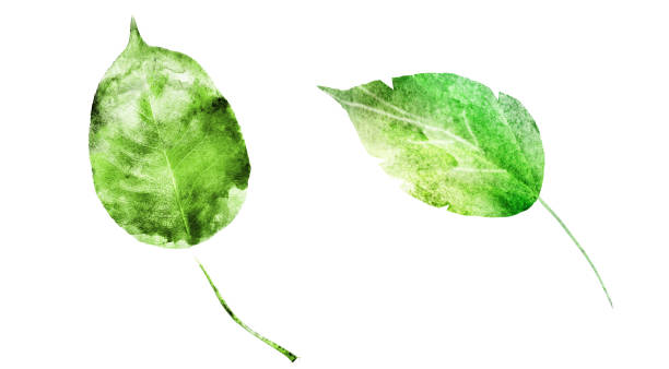 istock Watercolor leafs on the white background. Set 1313341610