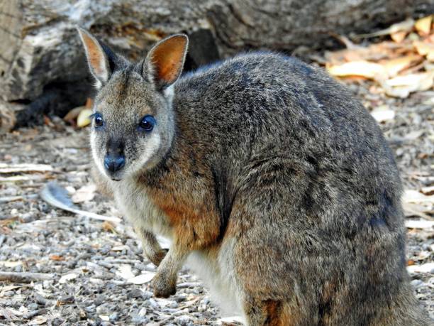 istock Tammar Wallaby Close-up 1313342578
