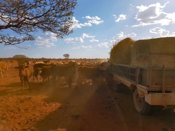 Fresh Hay on Truck for Starving Cattle