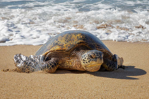 Close up low angle hawaiian green sea turtle crawls onto sandy beach from foamy surf.