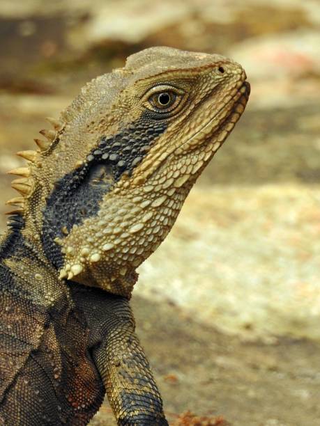 istock Eastern Water Dragon Close-up 1313342784