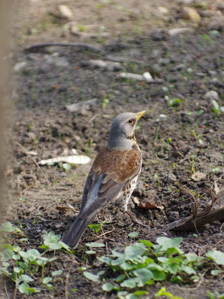 istock Fieldfare on the early spring grass 1313342948