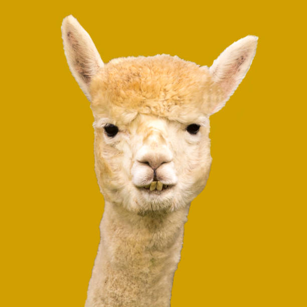 istock Funny alpaca llama on yellow background 1313343795